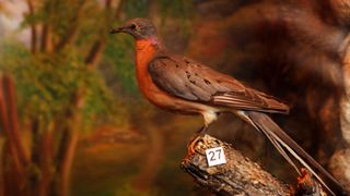A mounted passenger pigeon on display at the Woodman Institute Museum in New Hampshire.
