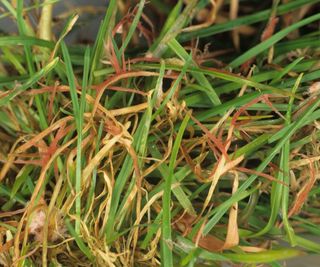 How to spot red thread lawn disease and combat the problem