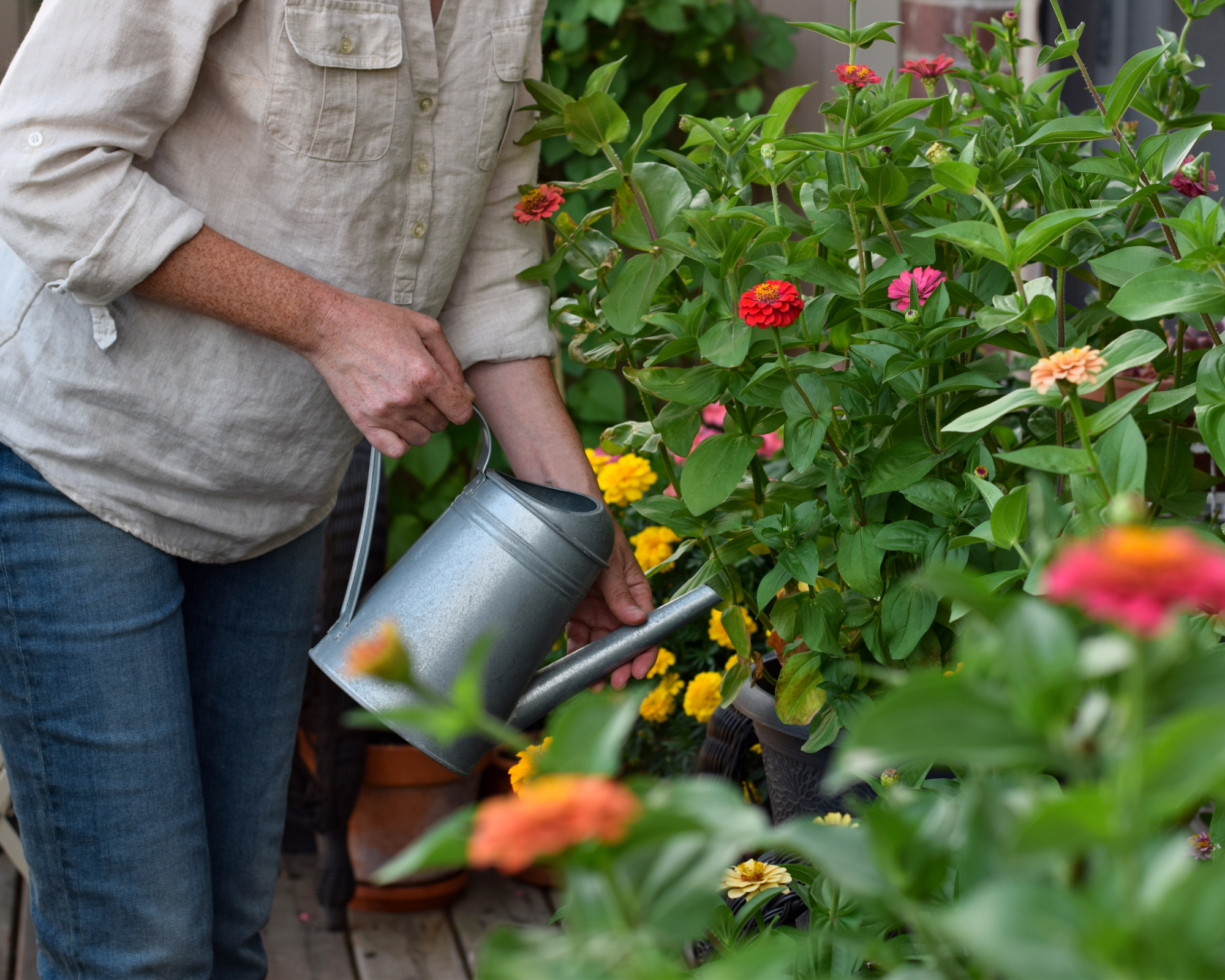 woman watering potted zinnias with watering can