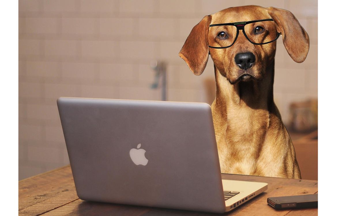 Dog with glasses at open Apple laptop computer 