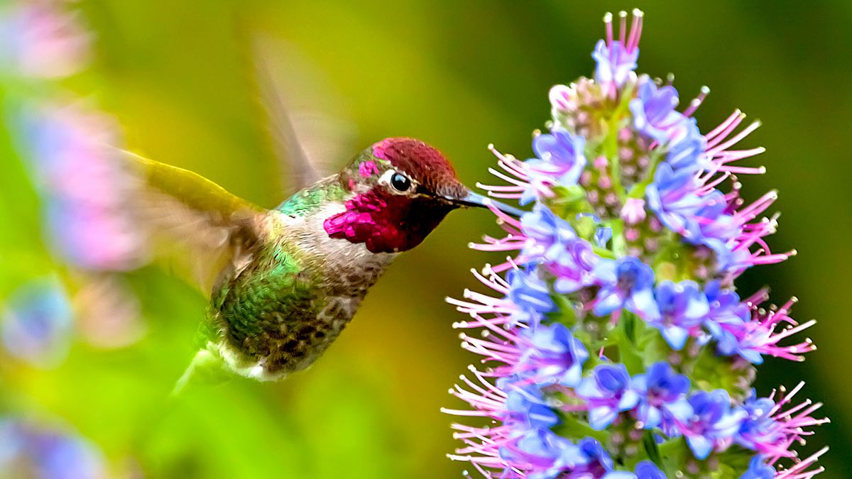 September is the Best Month to Attract Hummingbirds – 5 Easy Ways to Bring More Tiny Travelers to Your Yard