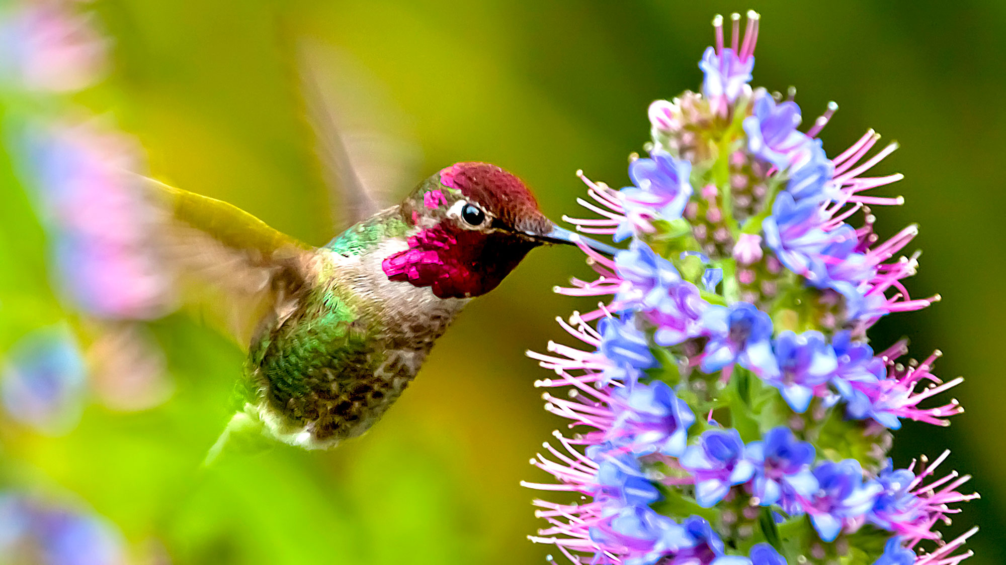 hummingbird swooping into brightly colored agastache flower