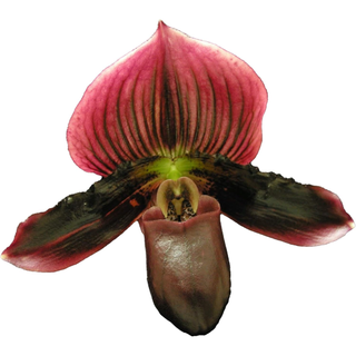 Paphiopedilum 'lady slipper' orchid 