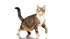 cat on a white background