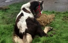 rspca-appeal-for-information-after-young-horse-dumped.jpg