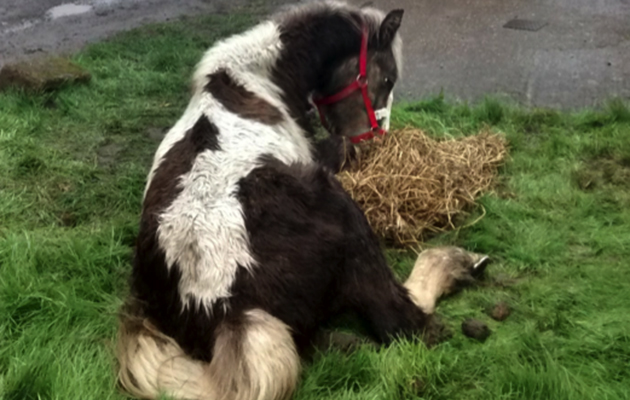 rspca-appeal-for-information-after-young-horse-dumped.jpg
