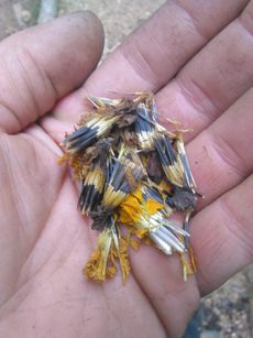 Hand Holding Marigold Seeds