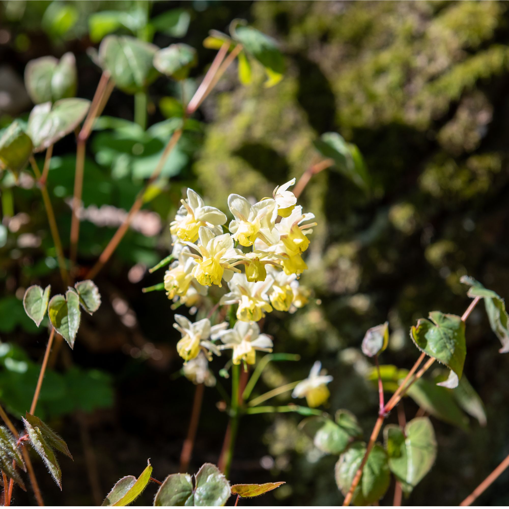 Flowering barrenwort