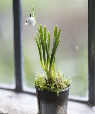 Forced snowdrop bulb for Christmas