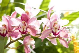greenhouse gardening orchid