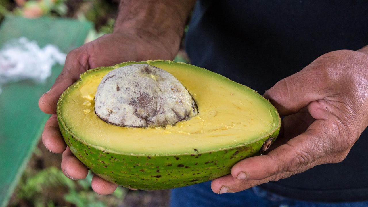 Like the M&amp;S giant avocado