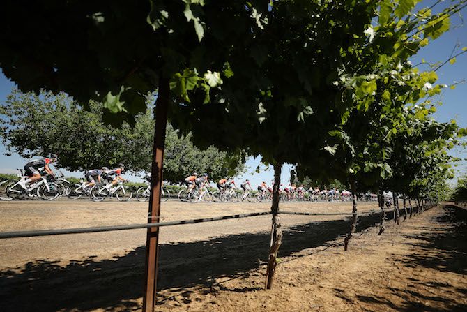 The peloton makes its way through the vineyards on stage 1 of the 2019 Tour of California