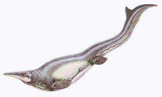 Mosasaurs such as this <em>Plotosaurus bennisoni</em> might have swam the breaststroke.