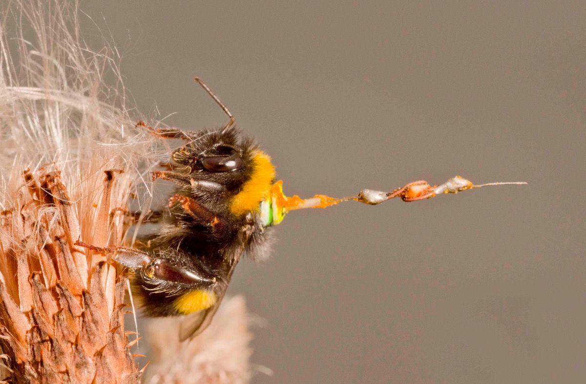 Researchers equipped this bumblebee forager with a lightweight transponder so they could track its flight.