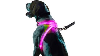 Dog wearing reflective harness