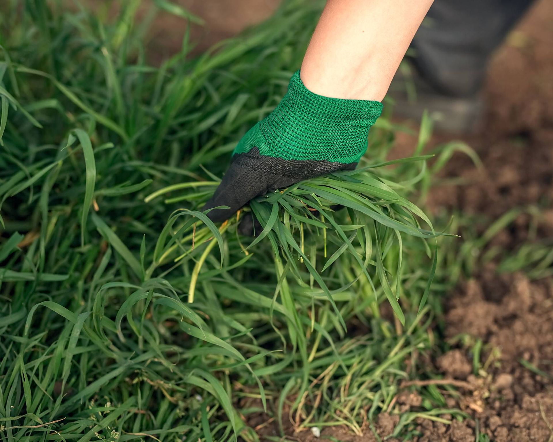 Gardner remove grass from flower bed