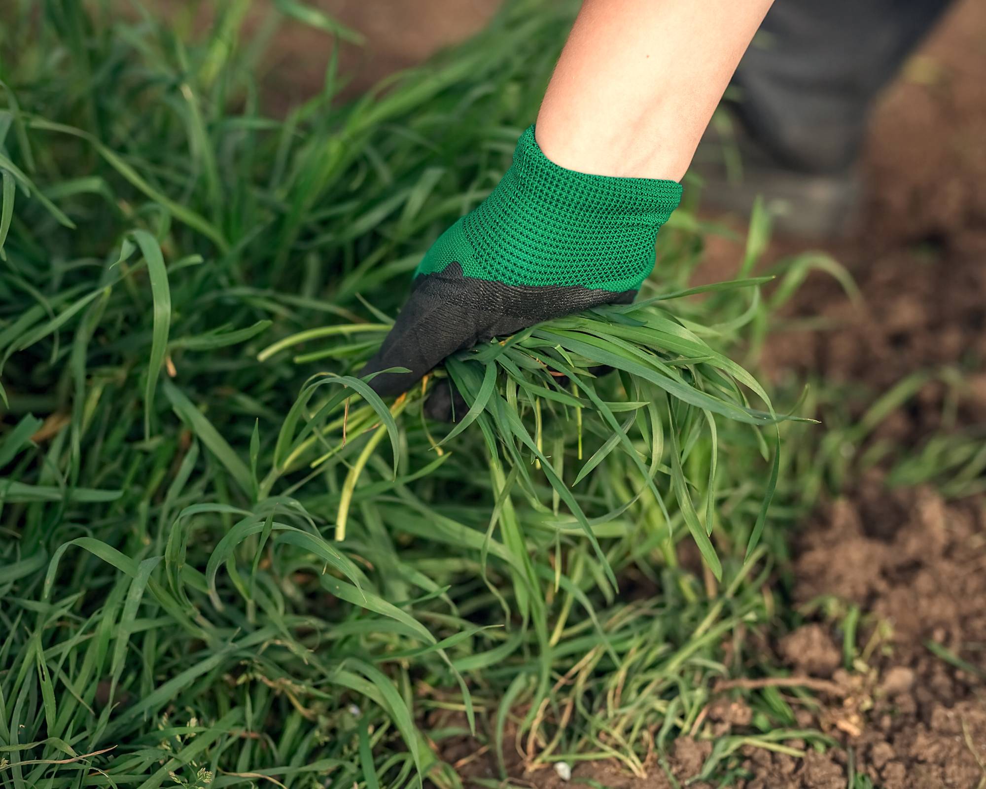 Gardner remove grass from flower bed