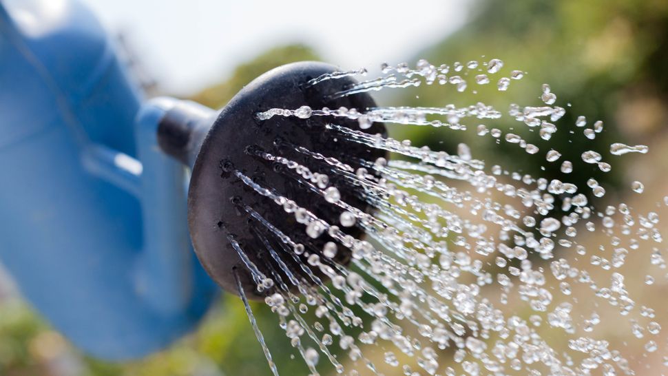 How to protect plants from frost this winter Tom's Guide