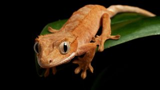 Crested gheko on leaf — Best small pets