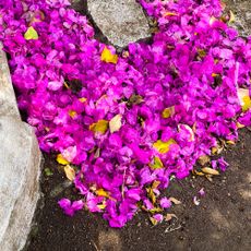Bougainvillea flower drop