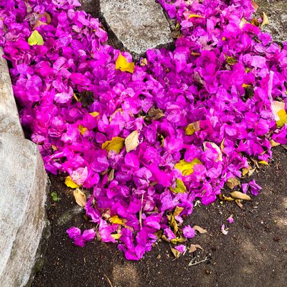 Bougainvillea flower drop