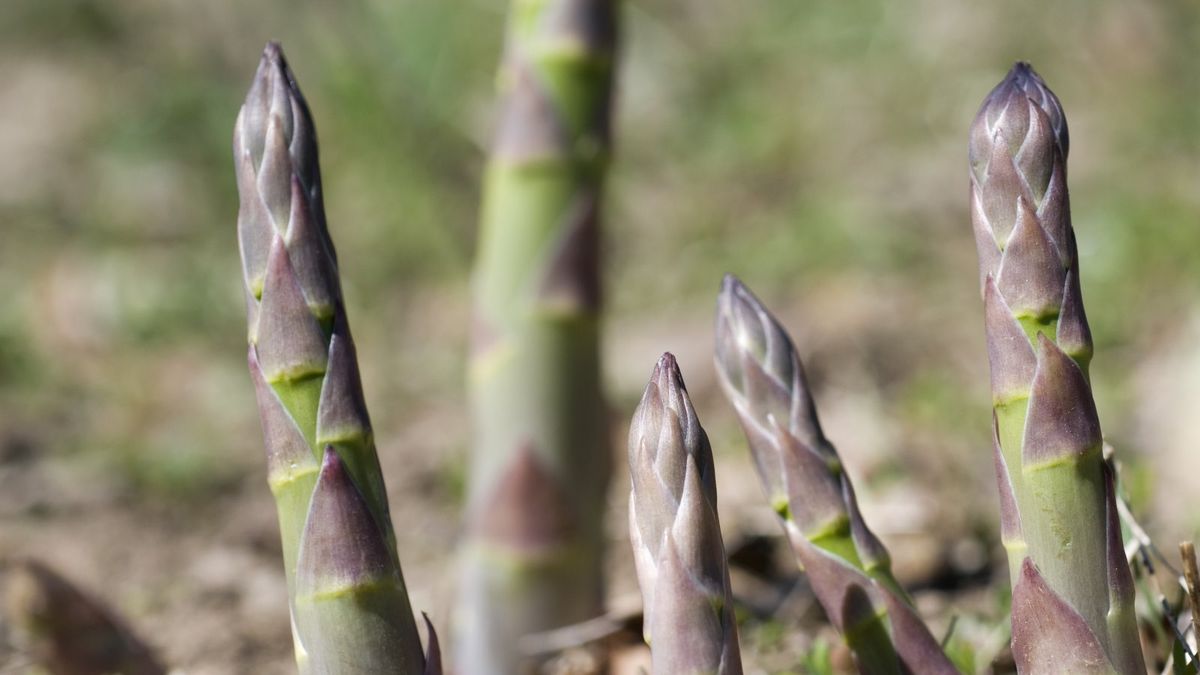 When and how to divide asparagus to rejuvenate older plants | Homes and ...