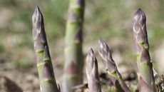 Asparagus spears growing in a vegetable garden