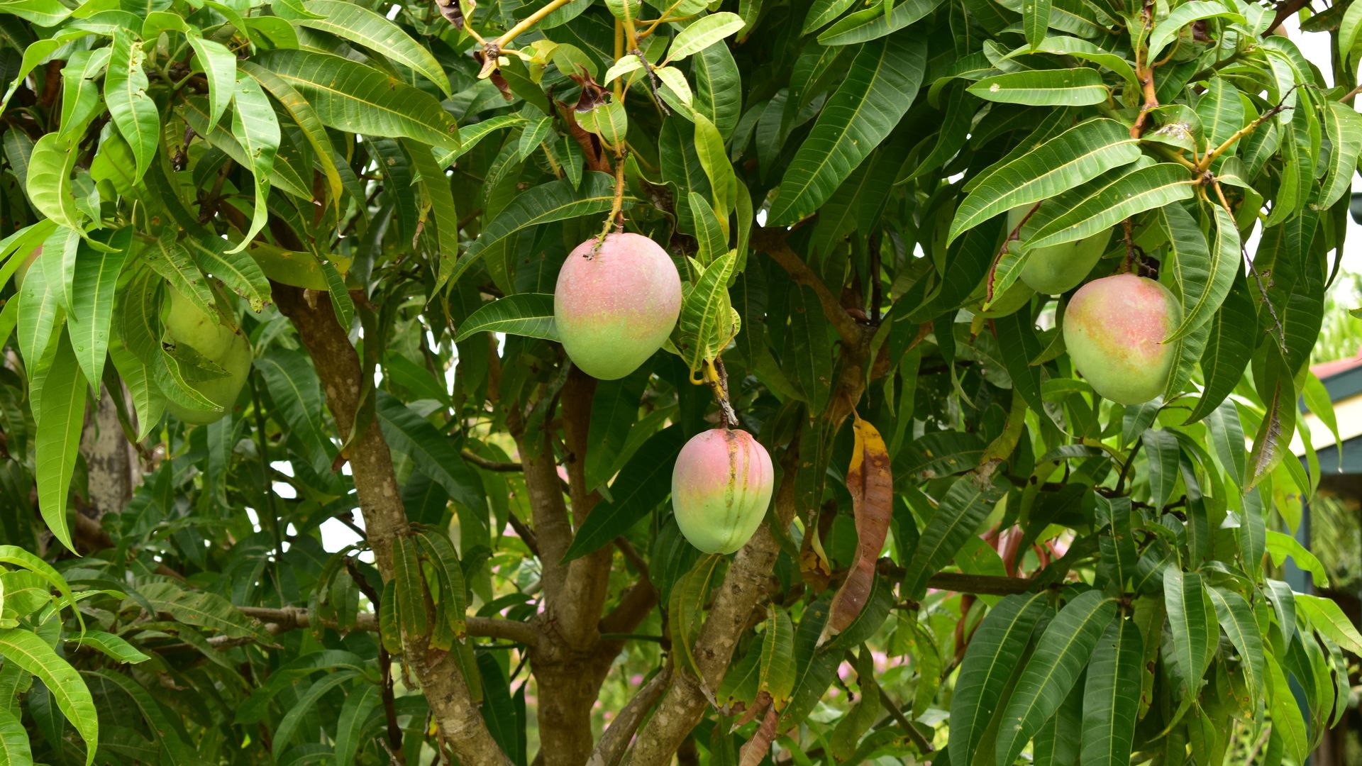 <b>Mango</b> <b>trees</b> with <b>mango</b> fruit.