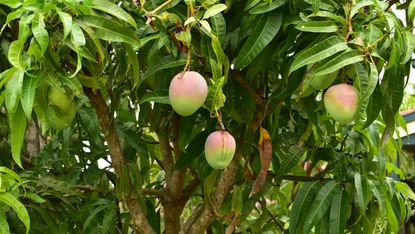 Mango trees with mango fruit 