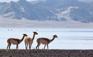 mountains of Peru to protect and breed the vicuña