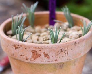 Propagating plants: Semi ripe lavender cuttings in a terracotta pot