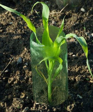 how to grow sweet corn: plastic bottle cloches for sweet corn seedlings