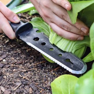 Harvesting bok choi with hori hori knife