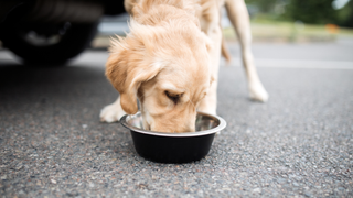 Dog drinking by a car on a road trip with a dog