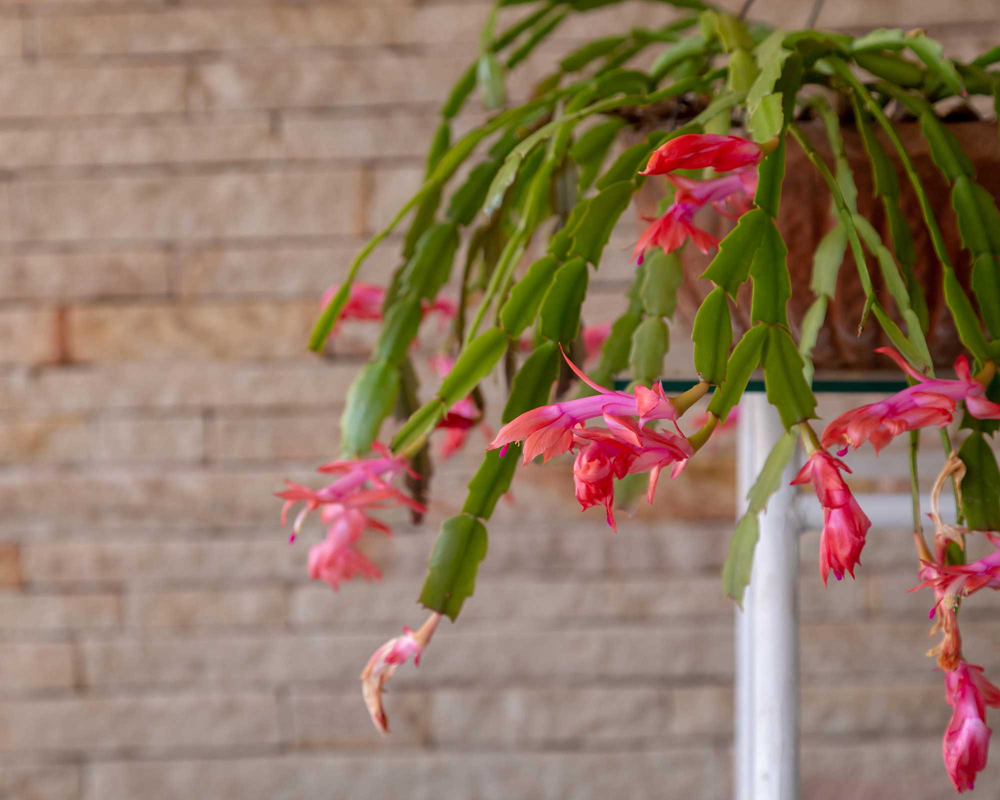 Christmas cactus problems: 5 common issues | Gardeningetc