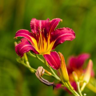 Daylily Hemerocallis 'Purple Waters'