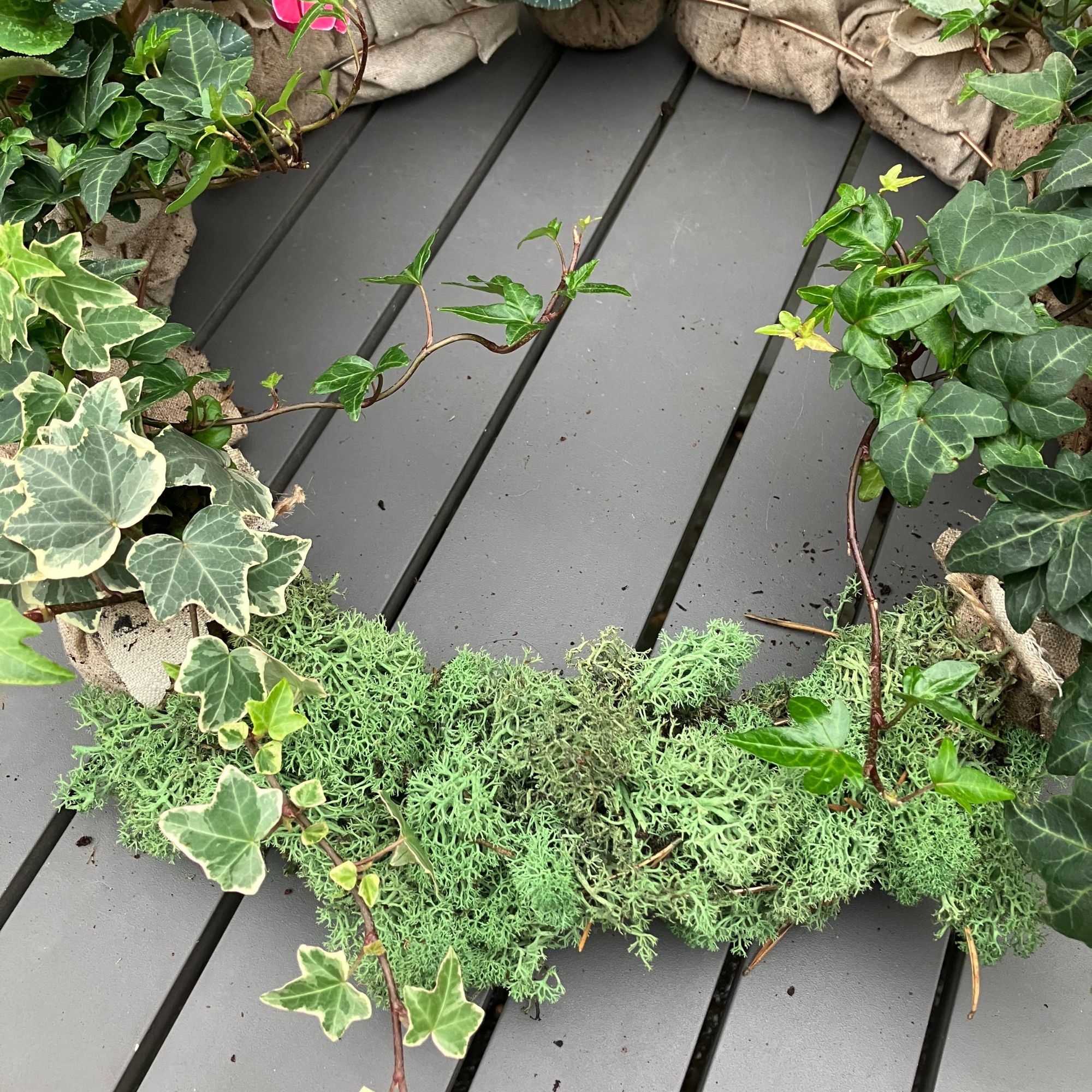 Christmas cyclamen and ivy wreath