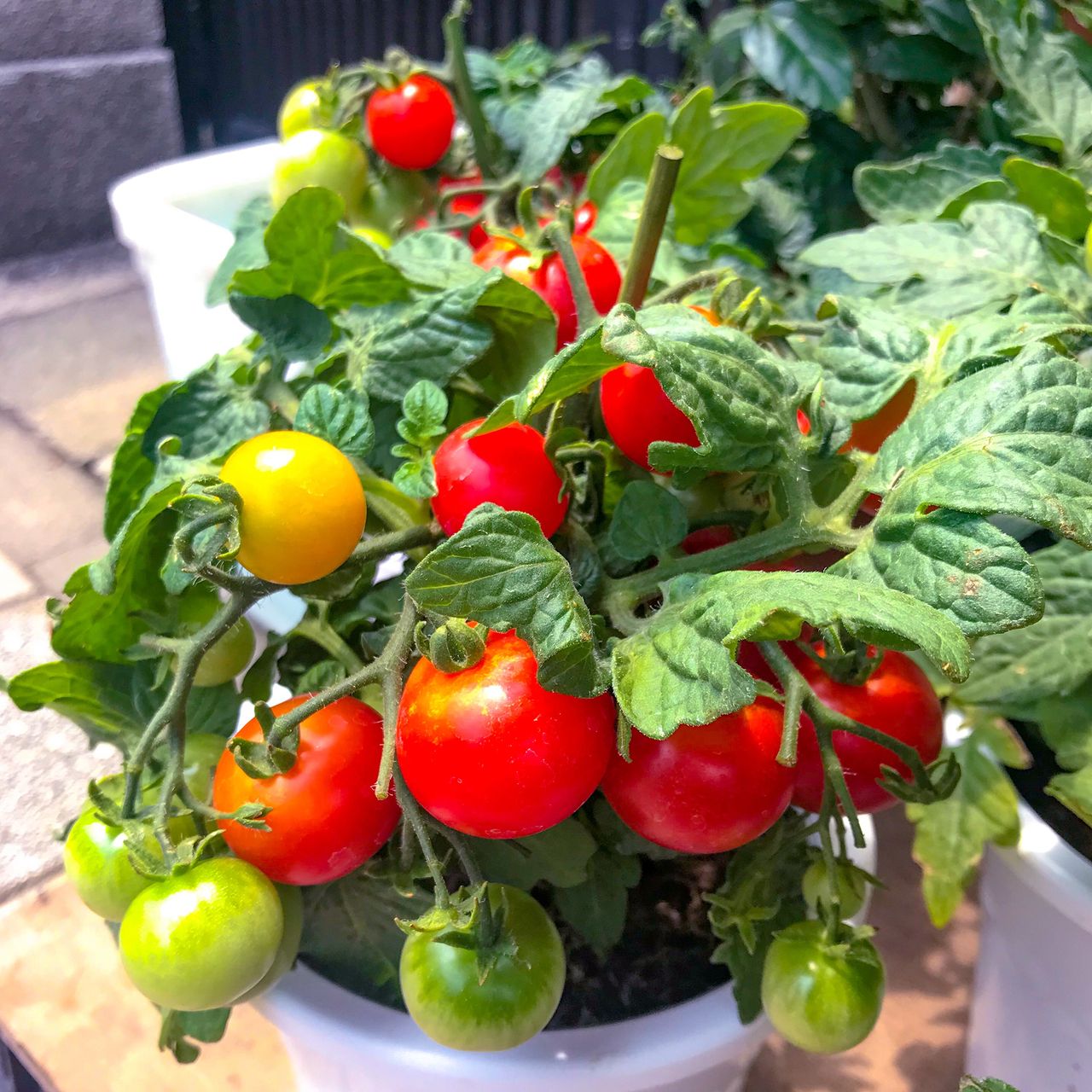 How long do tomatoes take to grow? Your questions answered Ideal Home