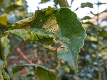 Curled Leaves On Citrus Plant