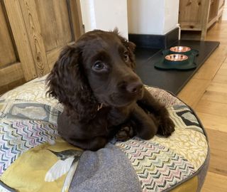 Cocker spaniel puppy sits on a cushion