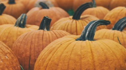 Orange pumpkins in a row