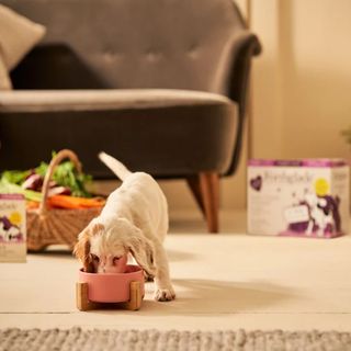 A Labador puppy eating food from a pink bowl in a living room with boxes of Forthglade dog food behind. 