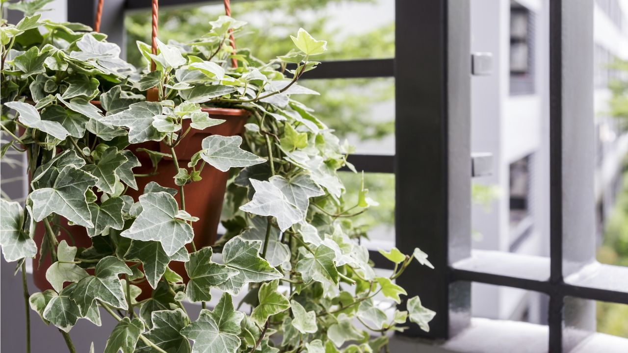 Ivy in hanging basket