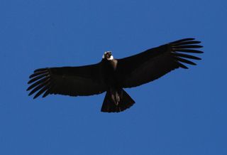 An adult male condor in flight.