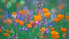 wildflower mix in meadow including orange California poppies and blue cornflowers