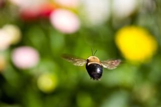 Bees learn the locations of flowers, and optimize their routes between them. Credit: Dreamstime