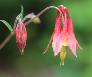 wild columbine flowers