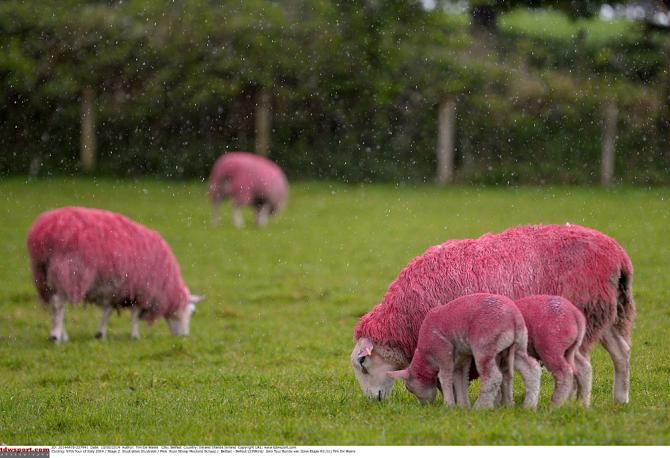 The local fauna were decked out in pink for the Giro