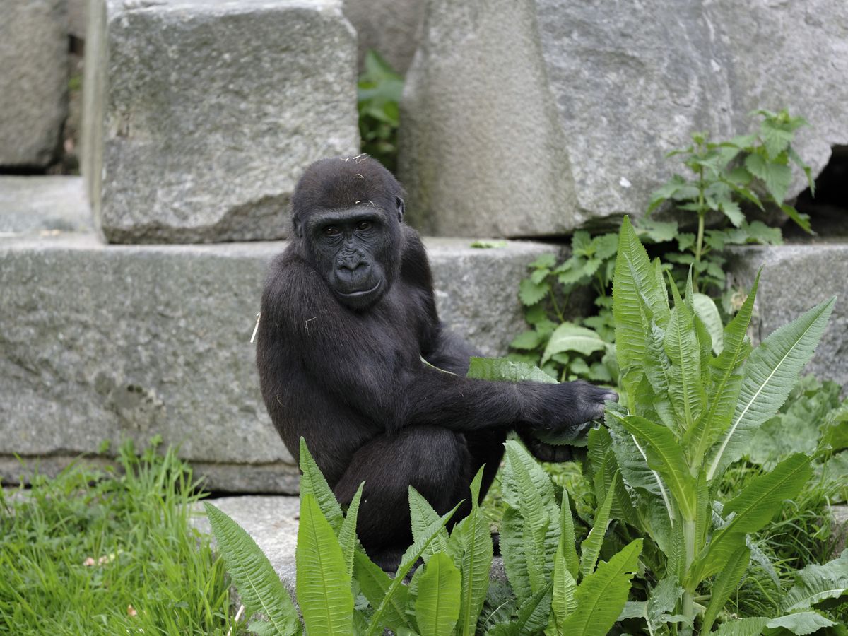 Gorilla photo with various Fujifilm GFX100S II film simulations applied