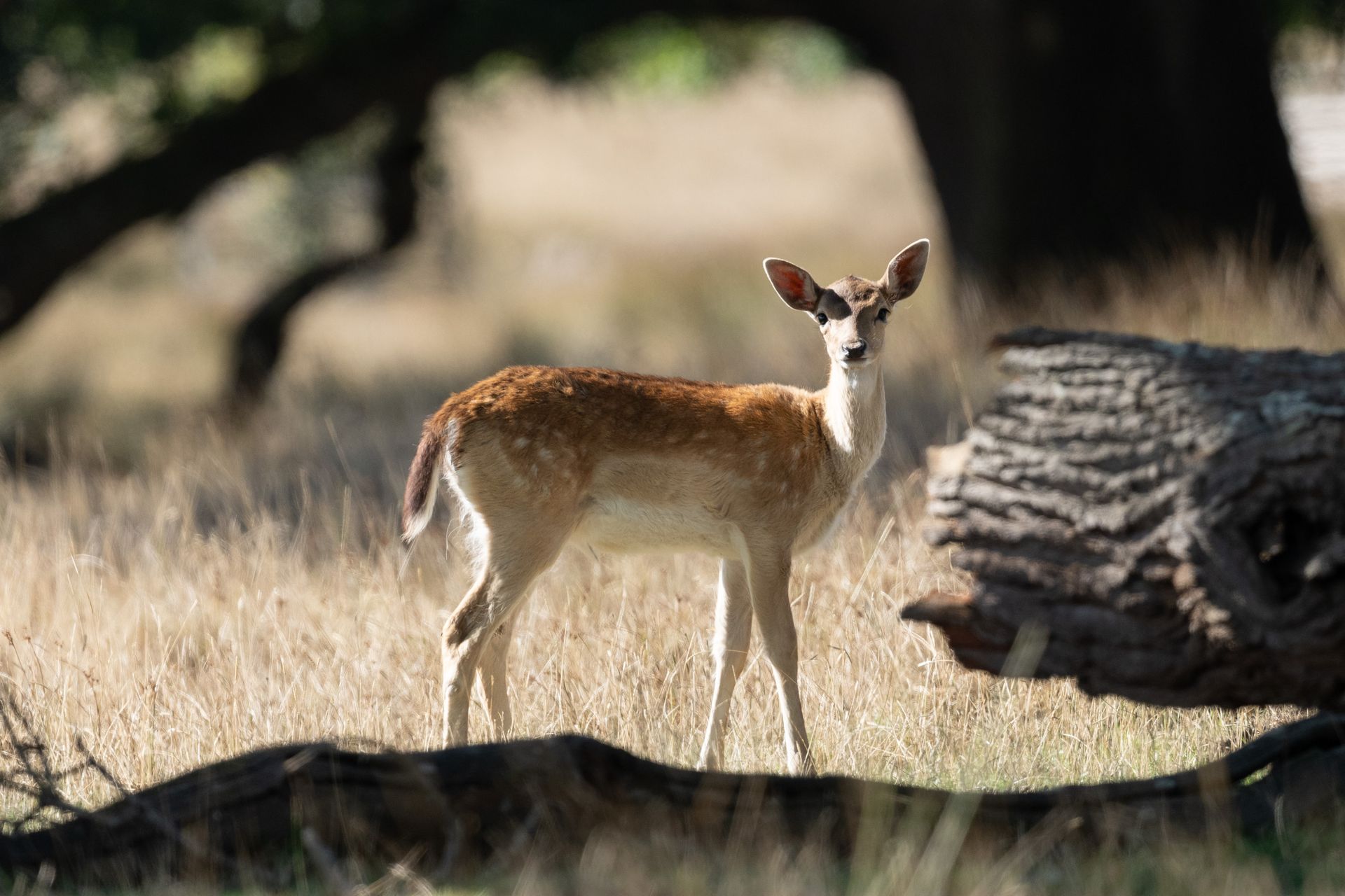 Telephoto image of a deer in a deer park